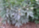 Peony plant with powdery mildew disease, creating a silver look to the leaves and blotchy white spots