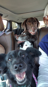 Missy, Cookie, Honey and Hunter