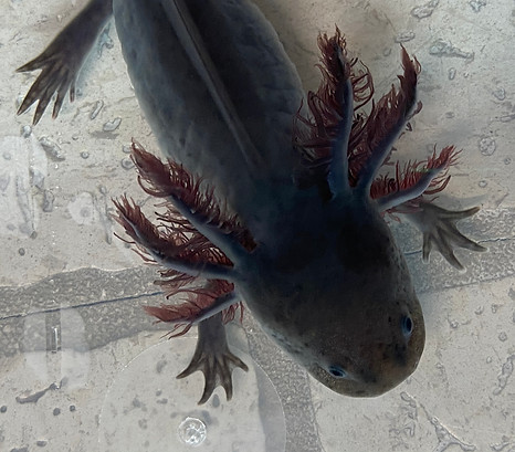 Melanoid axolotl