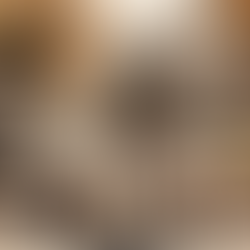 Expert Dog Walking and House Sitting Services