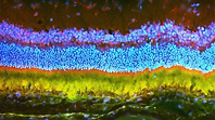 success-in-use-of-nanoparticles-to-deliver-gene-therapy-for-eye-disease-in-rodents-337196-