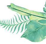 Tropical Plants