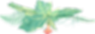 Tropical Plants