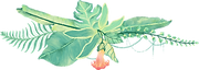 Tropical Plants