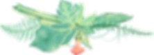 Plantes tropicales