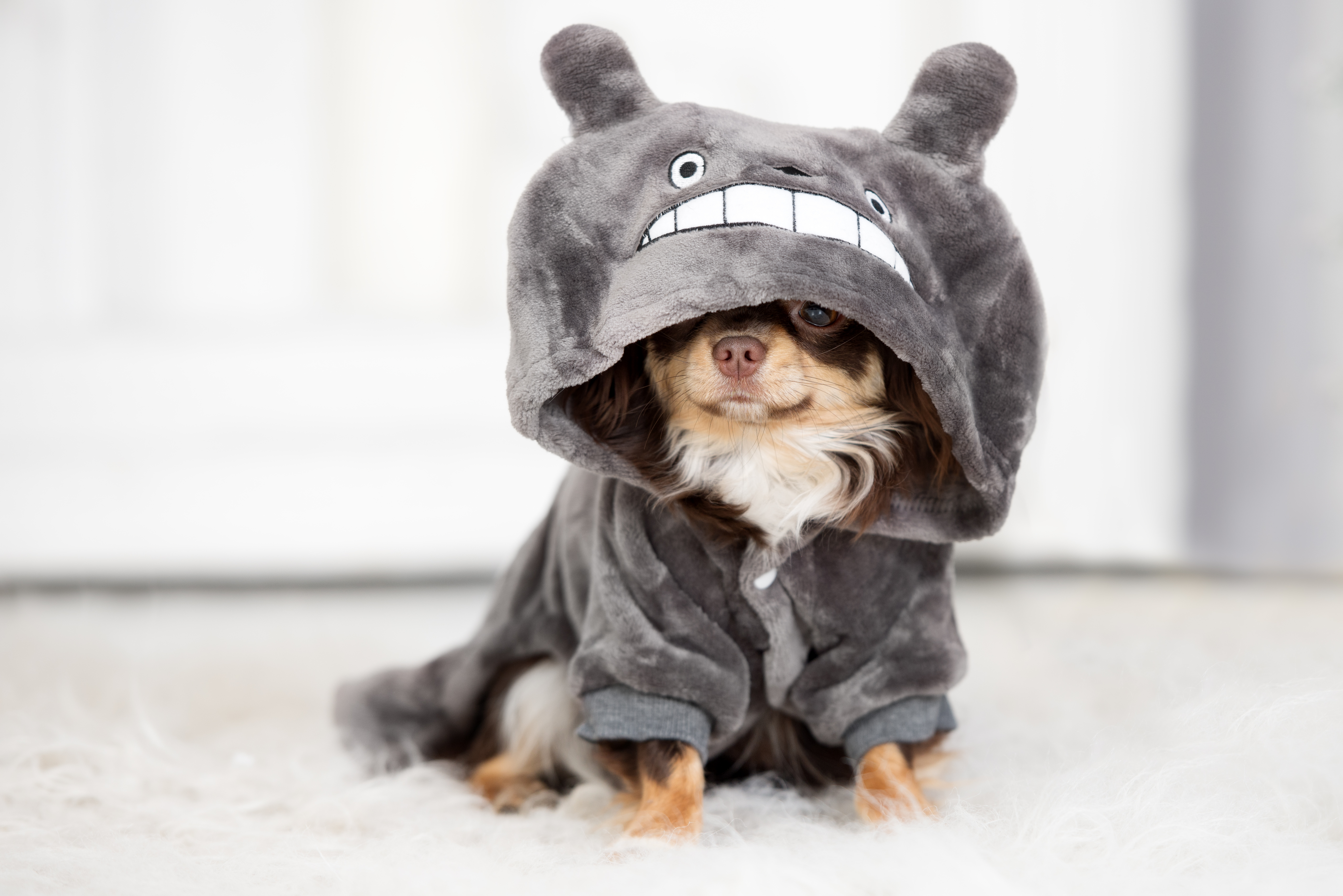 Puppy in Pyjama
