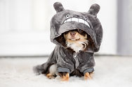 dog in pyjamas