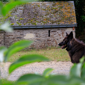 Portraits avec Animaux