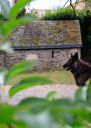 Portraits avec Animaux