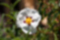 Labdanum-cistus-2.jpg