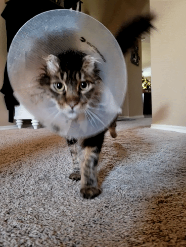 20211220_153341_1.gif