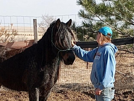 Horses in Writing: Make Them Believable