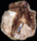 Poposaur feet