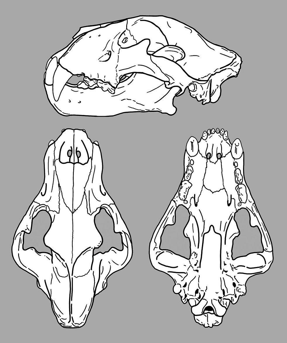 Panthera leo atrox