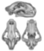 Panthera leo atrox