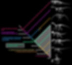 Dinosaur lung evolution