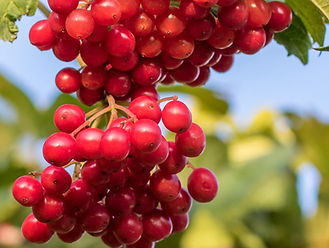 oakham flowers 1.jpg