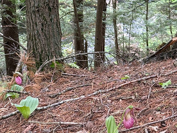 ladyslippers.jpg