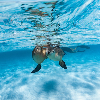 ShendellHayPhoto-SeaLions-51.jpg