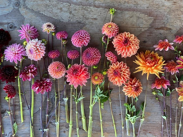 Pregnancy, Birth and Postpartum