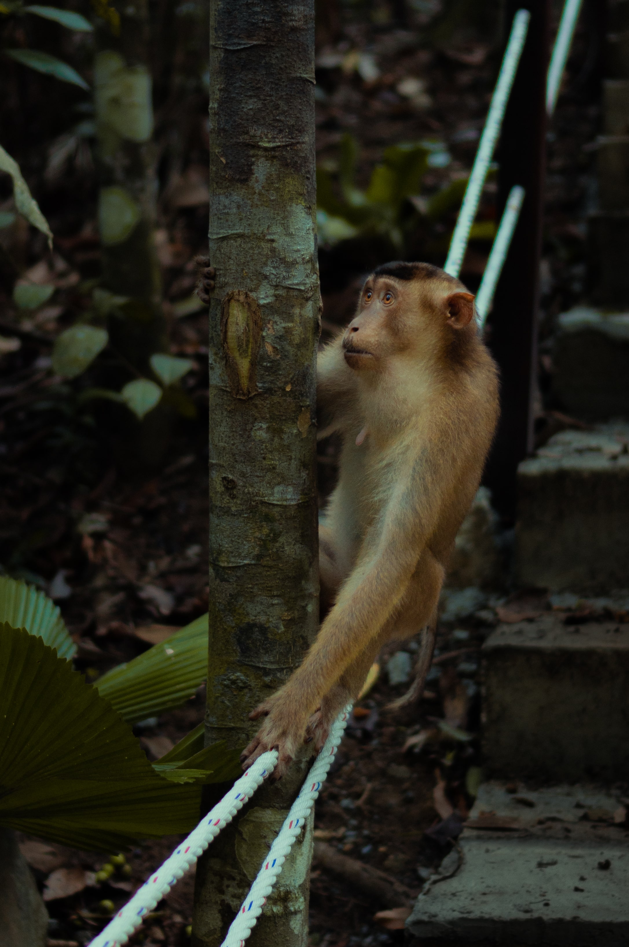 A monkey climbing on a tree and rope in Gunung Pulai at Johor