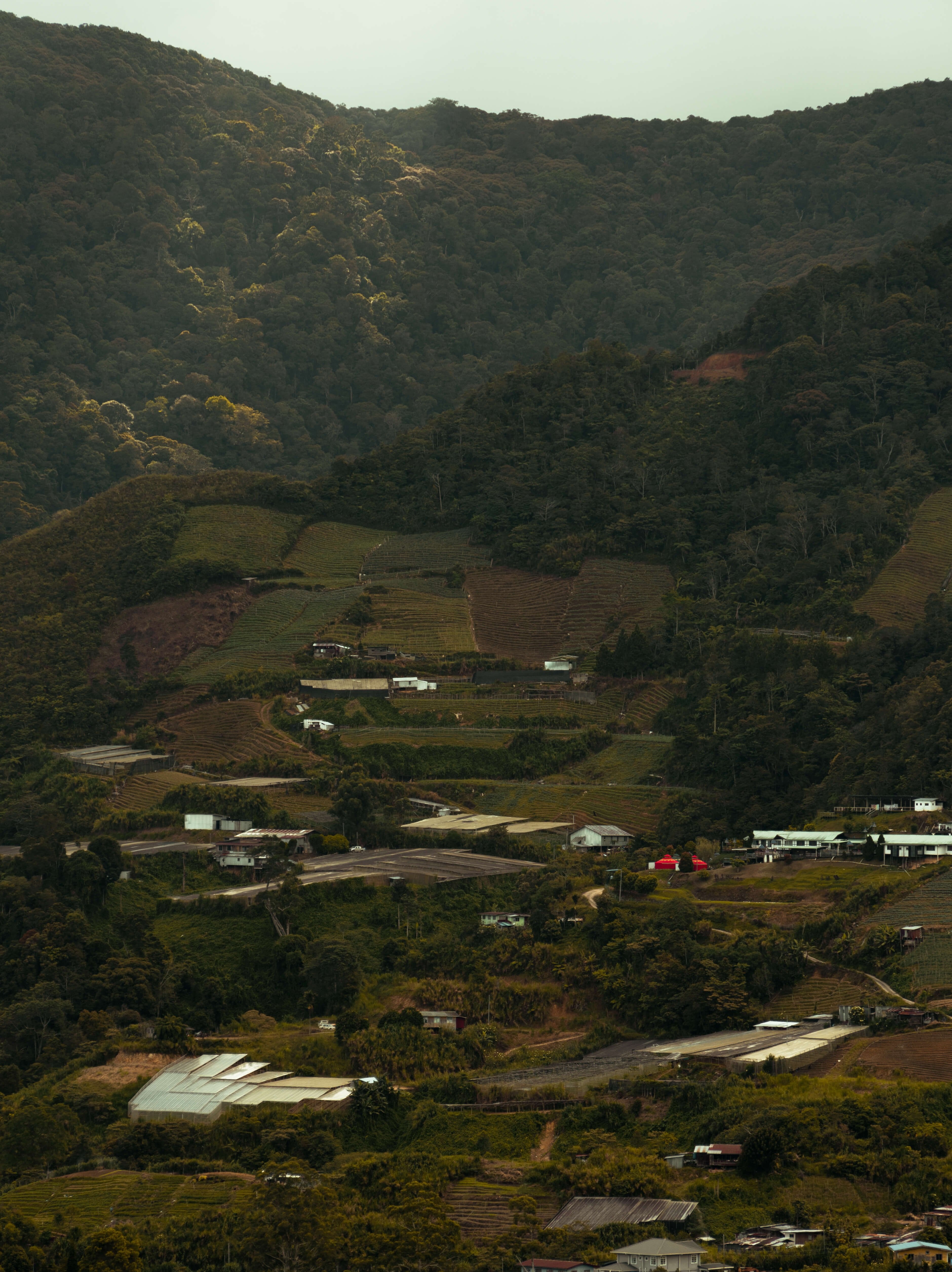 Houses and farms on the hill and a mountain behind it