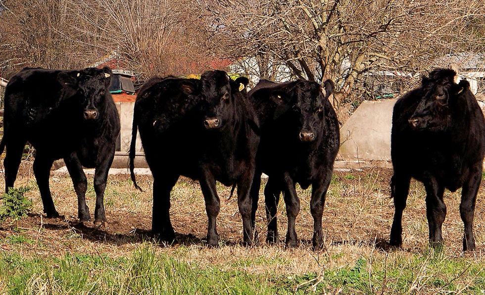 Novillos F1 Wagyu x Holstein