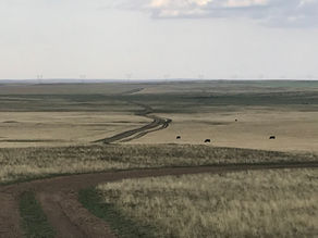 Diarios de un veterinario en Kazajistán, un fascinante país con una ganadería en crecimiento.