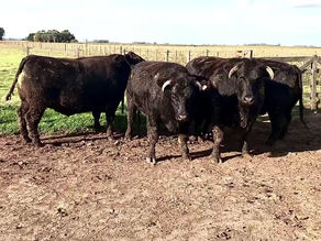 Wagyu y sus cruzas...La trifecta perfecta entre Genética, Nutrición y Manejo