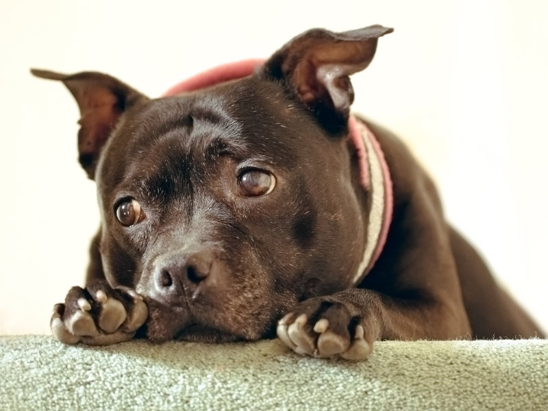 Staffordshire Bull Terrier Temperament