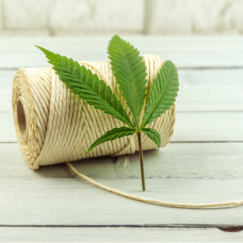 What is hemp and 6 reasons why it's sustainable