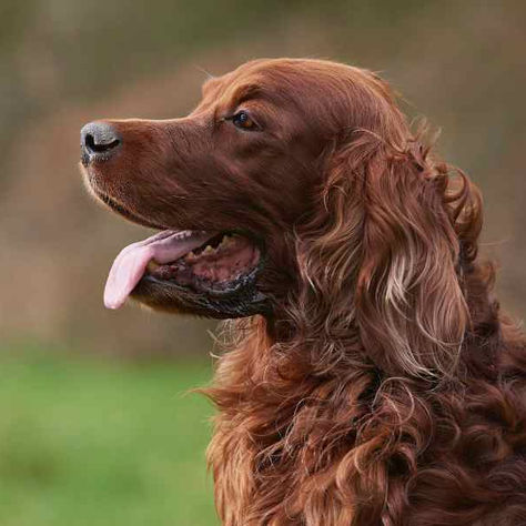 Irish Setter Temperament: Shine bright with love