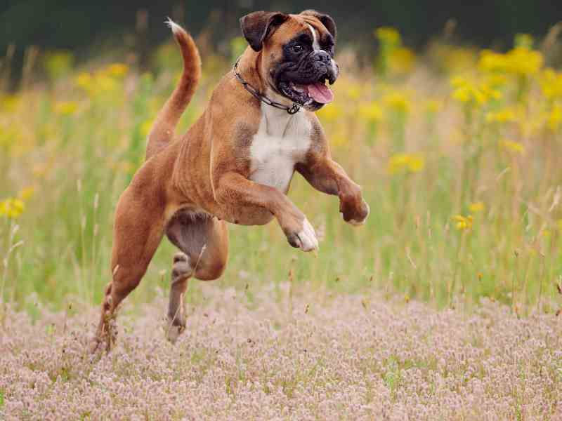 Boxer Dog Temperament