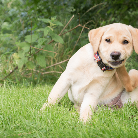 What is the best dog collar for sensitive dog skin?