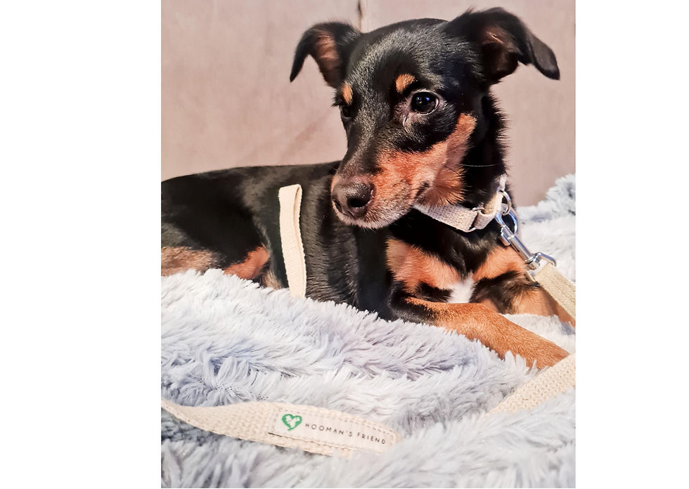 Thumbnail: Hemp Dog Traffic Lead | Eco Friendly | Natural