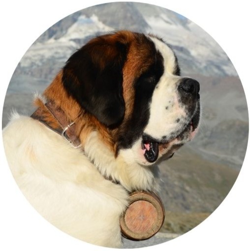 Are St Bernards Good Family Dogs