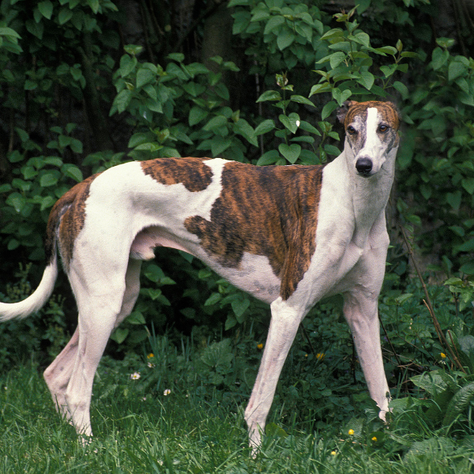 Greyhound Dog Temperament: Fastest dog with a gentle and sensitive nature