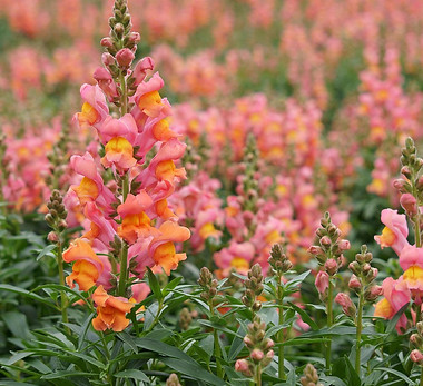 snapdragons-7011417_1280.jpg