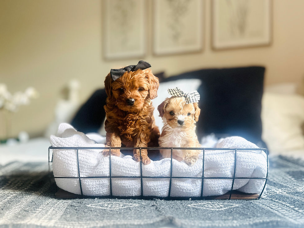 20250901_213653868_iOS