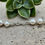 Thumbnail: Saigon Pearl Necklace