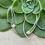 Thumbnail: Naiya Pearl Drop Earrings