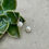 Thumbnail: Serenity Pearl Drop Earrings