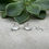 Thumbnail: Peony Flower Earrings