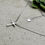 Thumbnail: James Cross Necklace