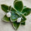 Thumbnail: Pearl Whisper Earrings