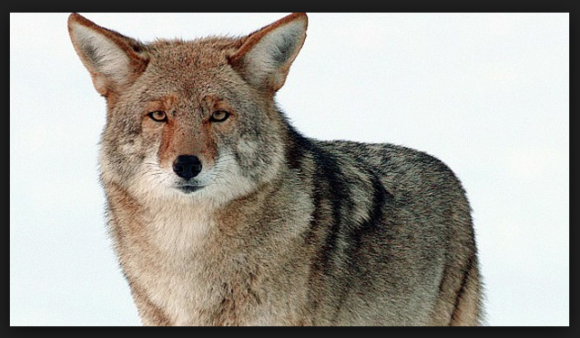 Hopefully I see more coyotes!