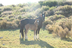 COMANDANTA GALLINETA CON SU HIJA LA TORTA FRITA