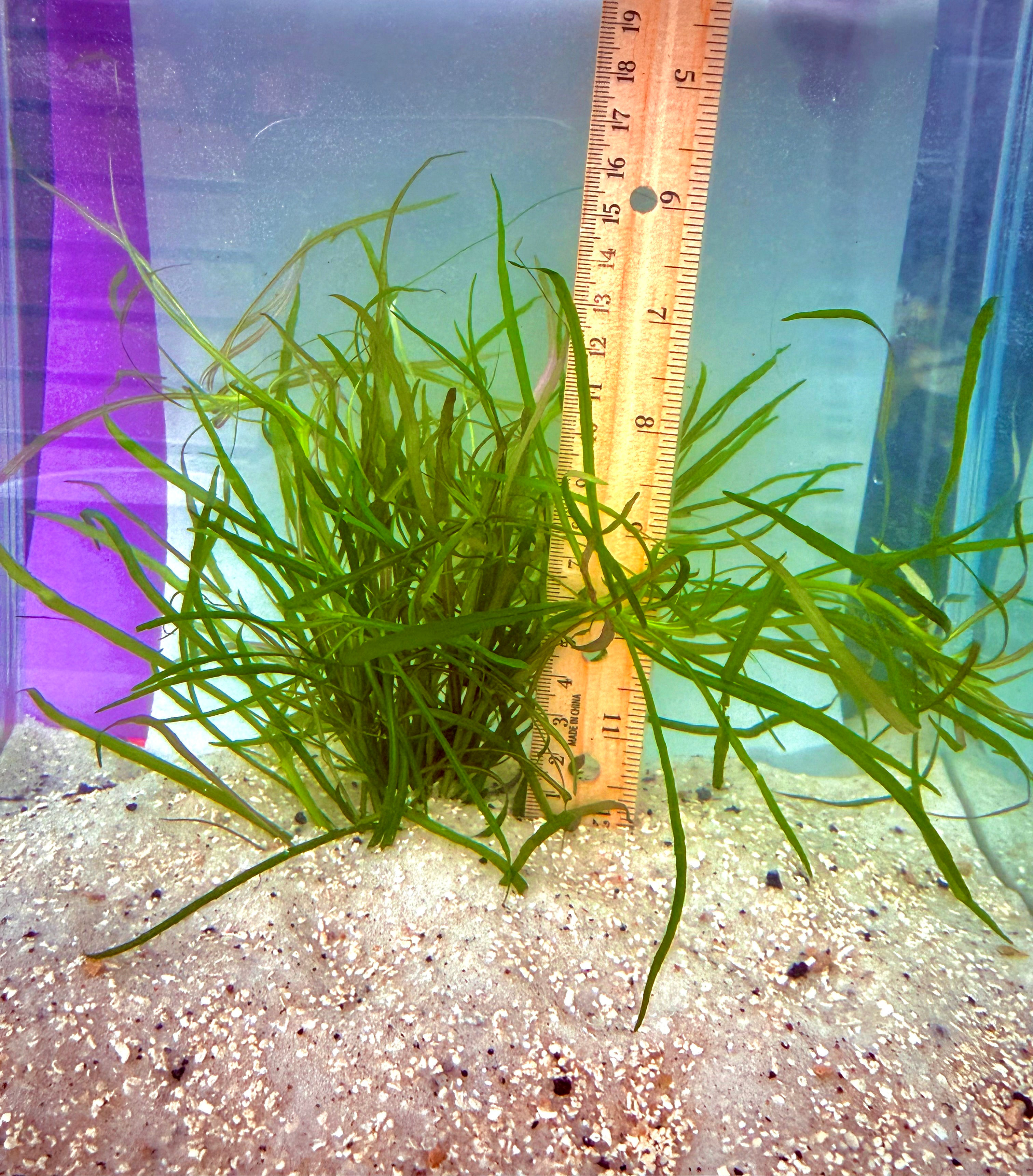 Pogostemon quadrifolius
