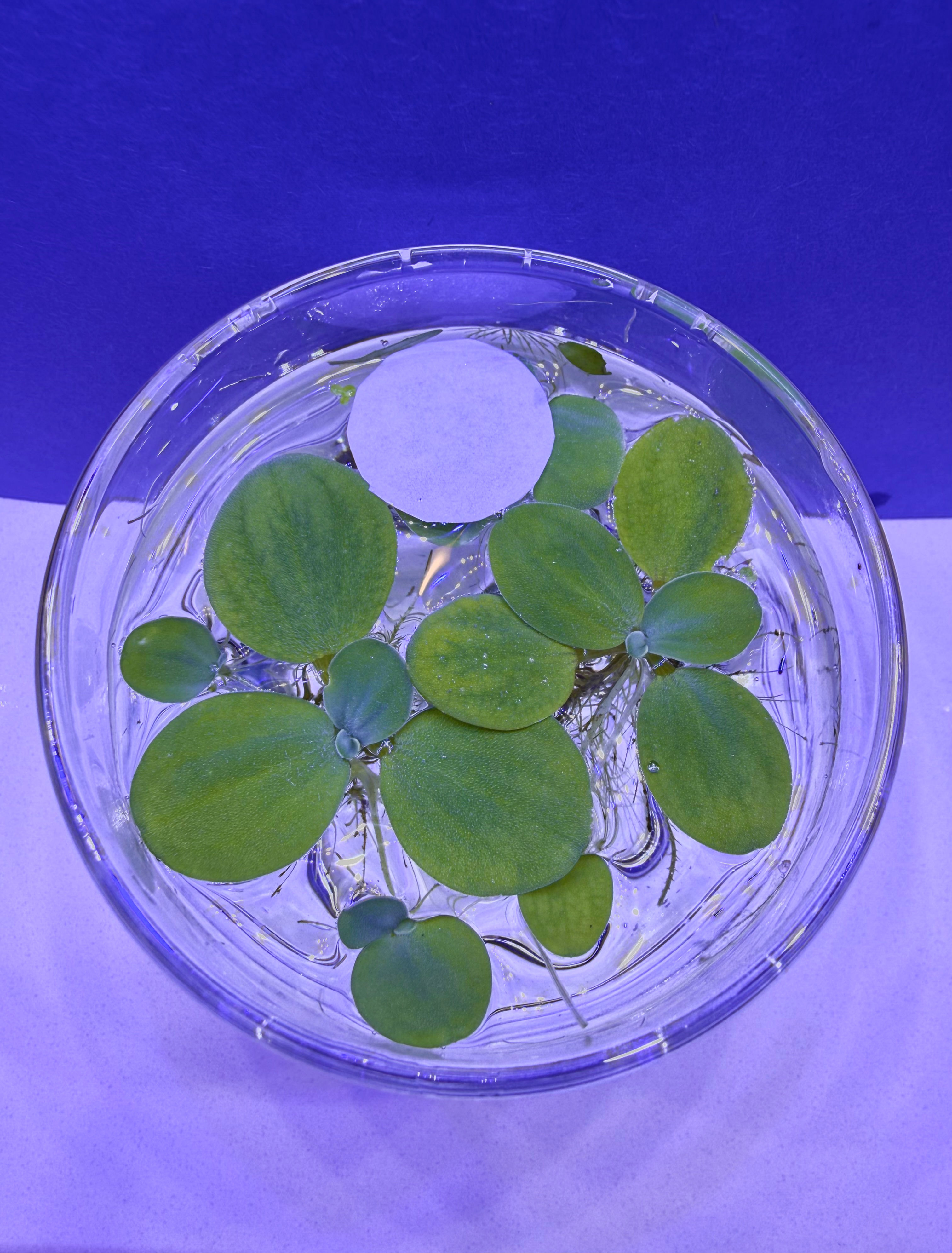 Dwarf Water Lettuce