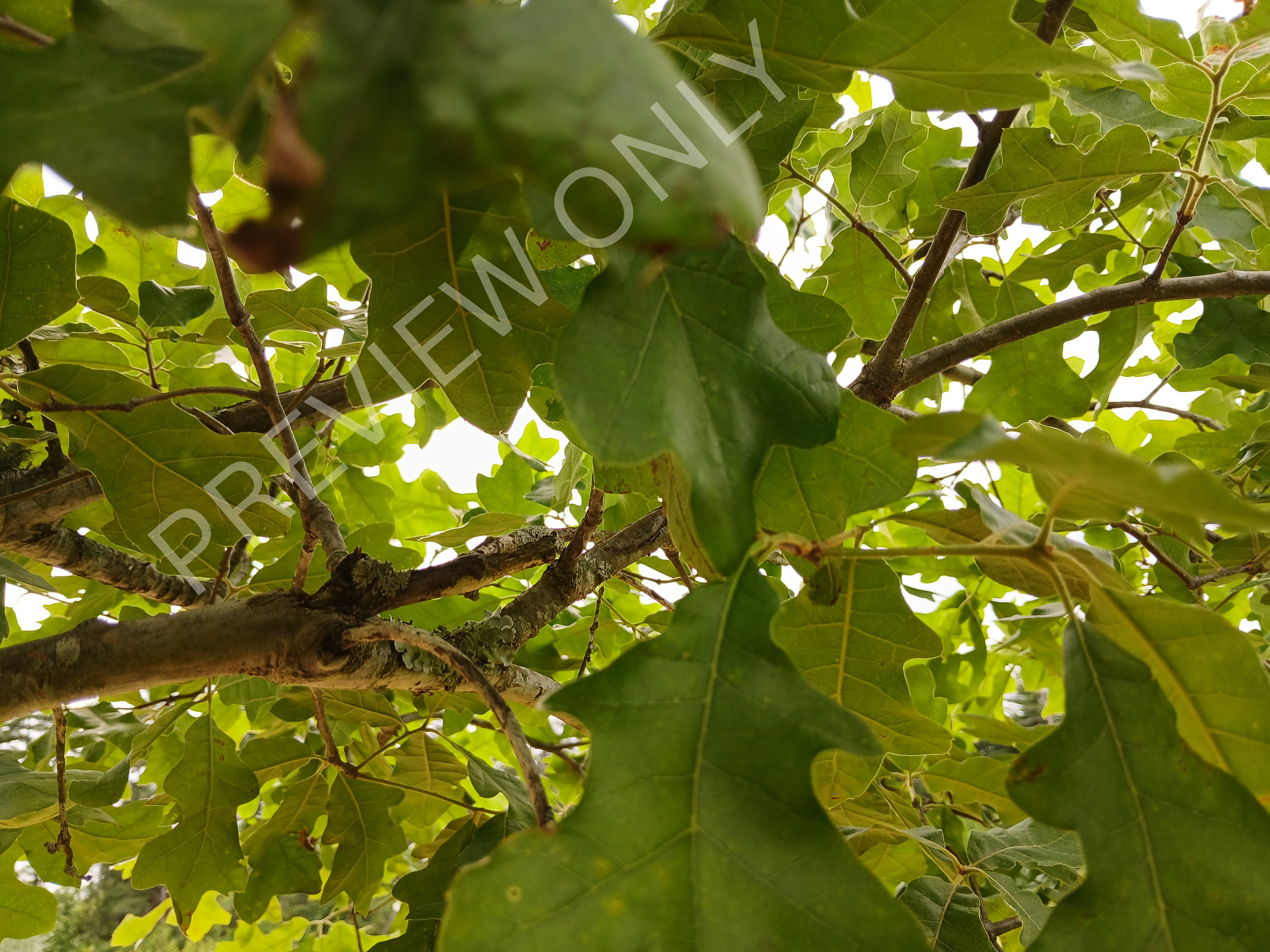 Sunlit Green Leaves